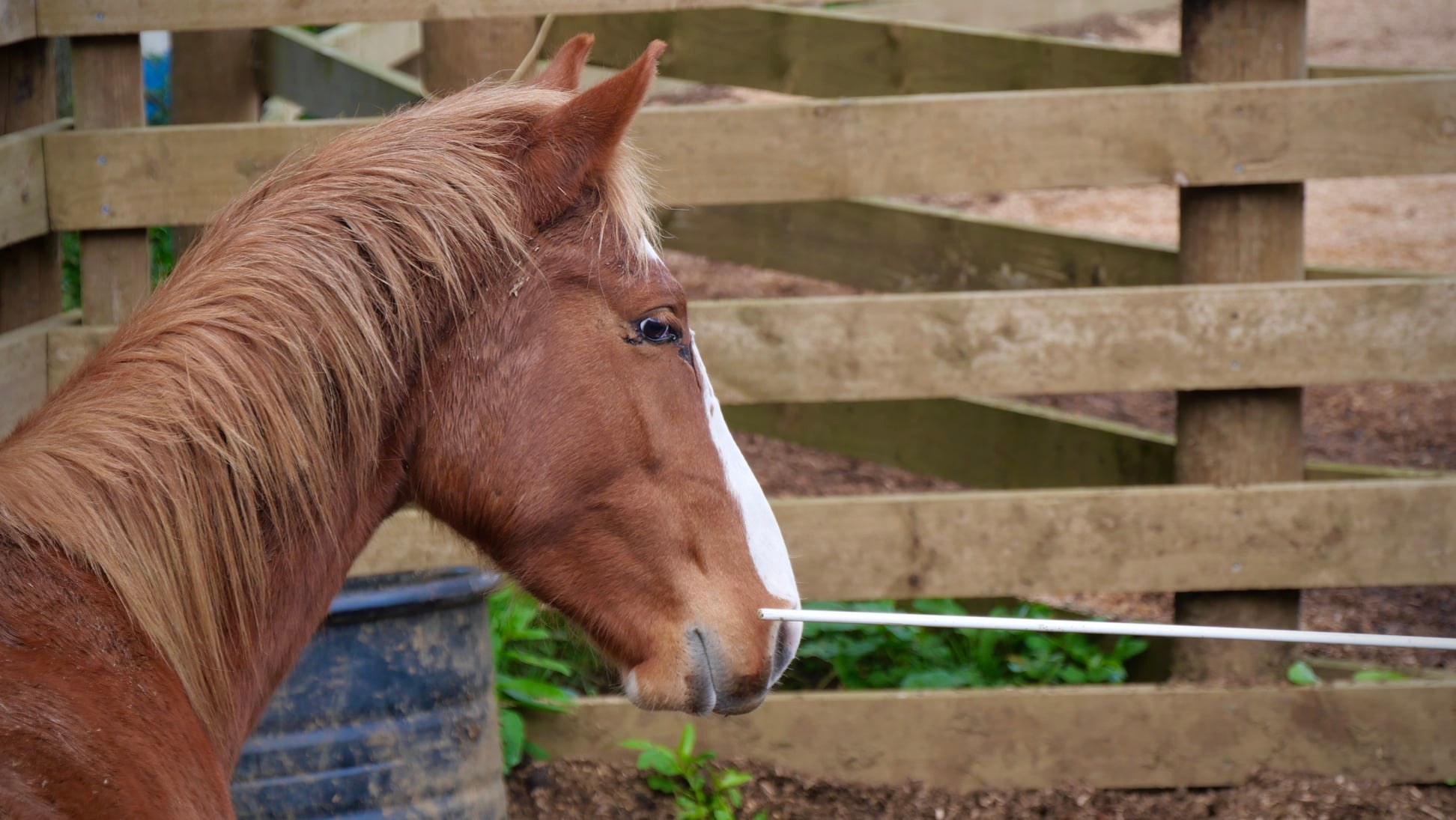 The Quiet Horse EquiMatch