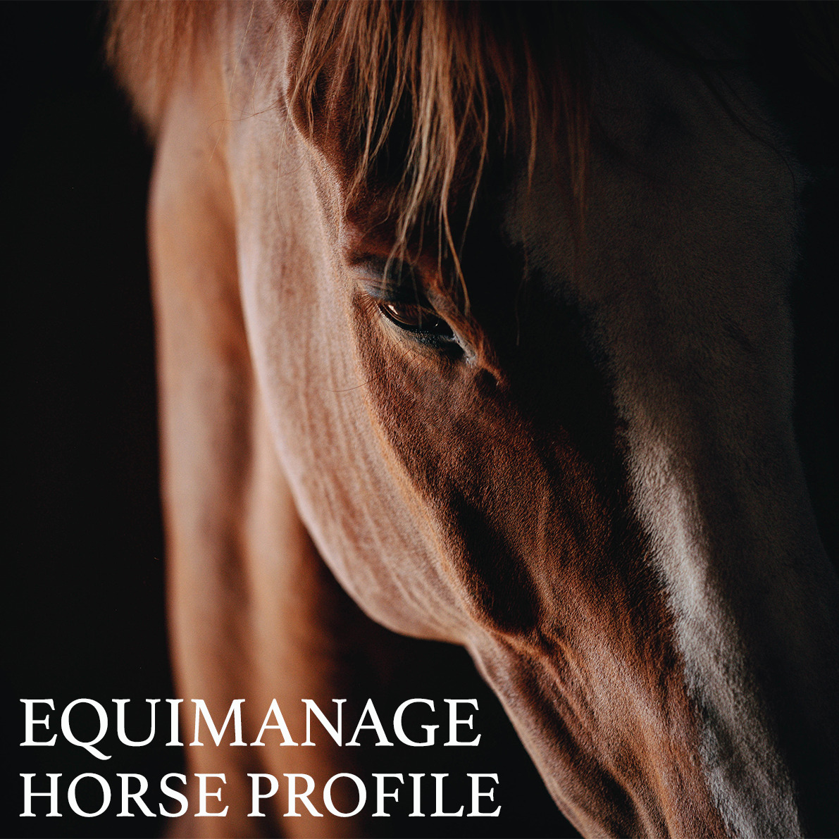 EquiManage Horse Profile